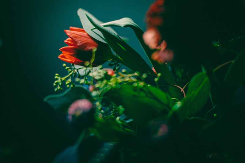 عکس گل لاله قرمز