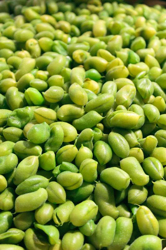 دانلود عکس گرافیکی دانه های لوبیا سبز