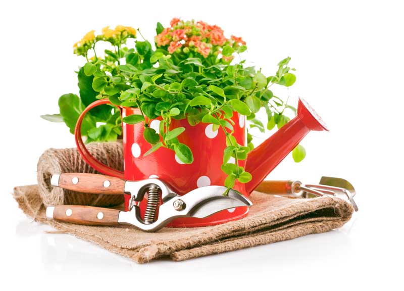 دانلود عکس قیچی باغبانی و سطل آبپاش