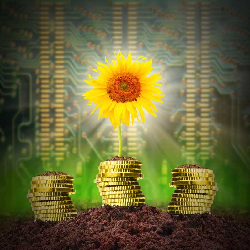 دانلود عکس با کیفیت تعدادی سکه و گل آفتابگردان