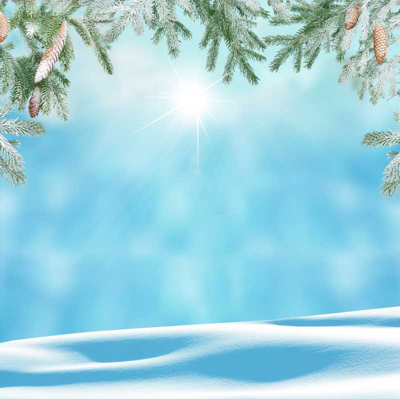 عکس از کاج با میوه های بلند