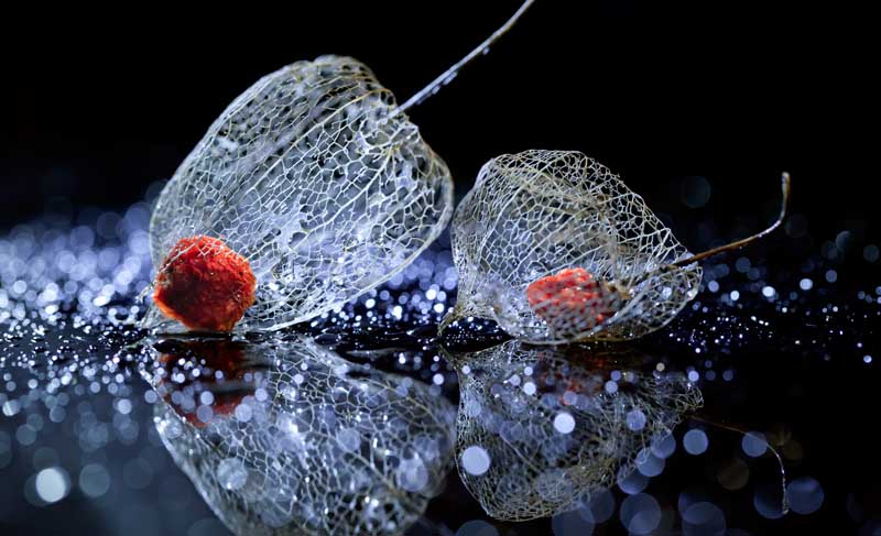عکس از برگ های پوسیده