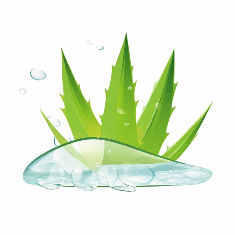 دانلود طرح گیاه آلوورا و حباب بزرگ