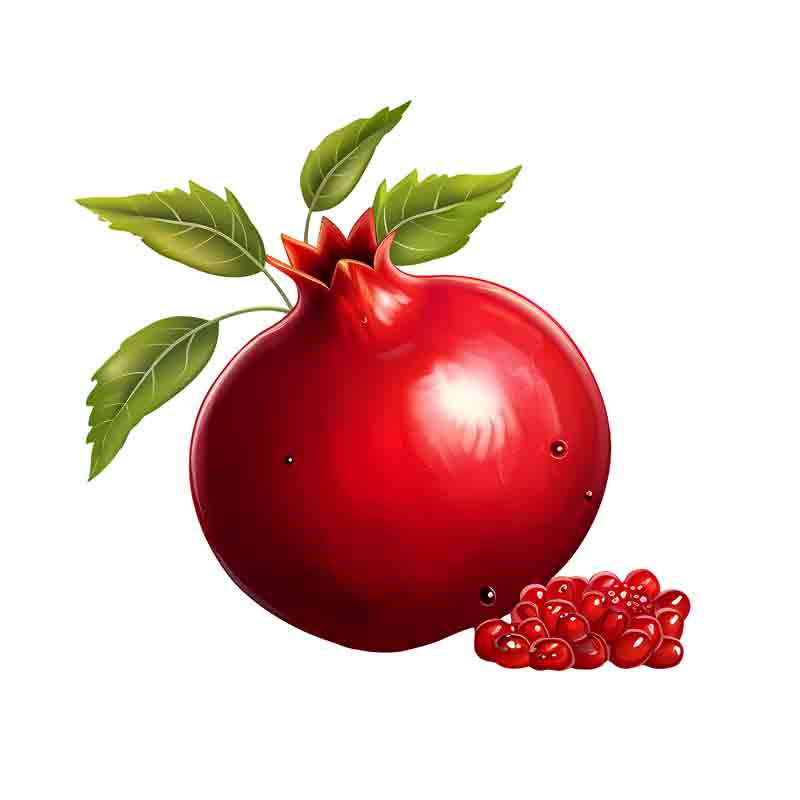 دانلود طرح یک عدد انار