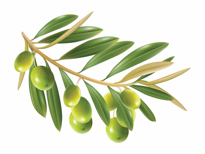 دانلود طرح شاخه زیتون
