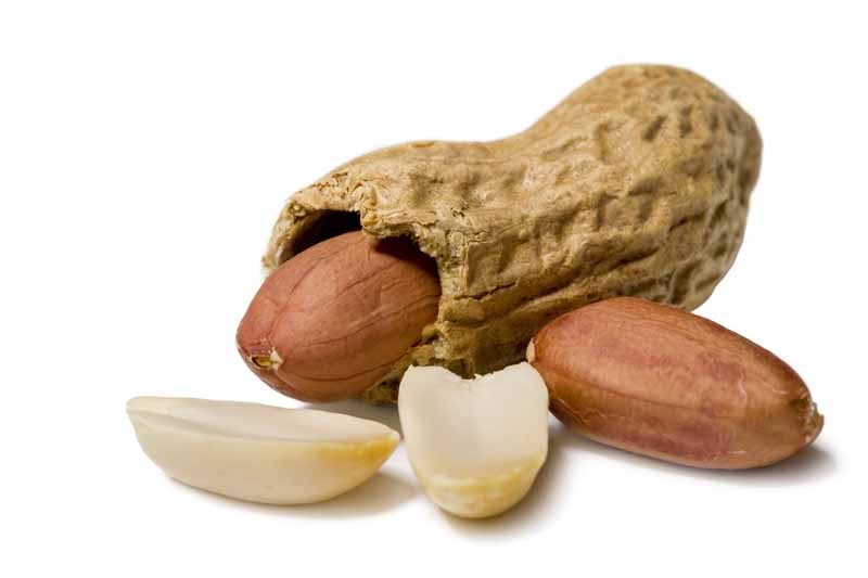 عکس لارج فرمت از مغز بادام زمینی