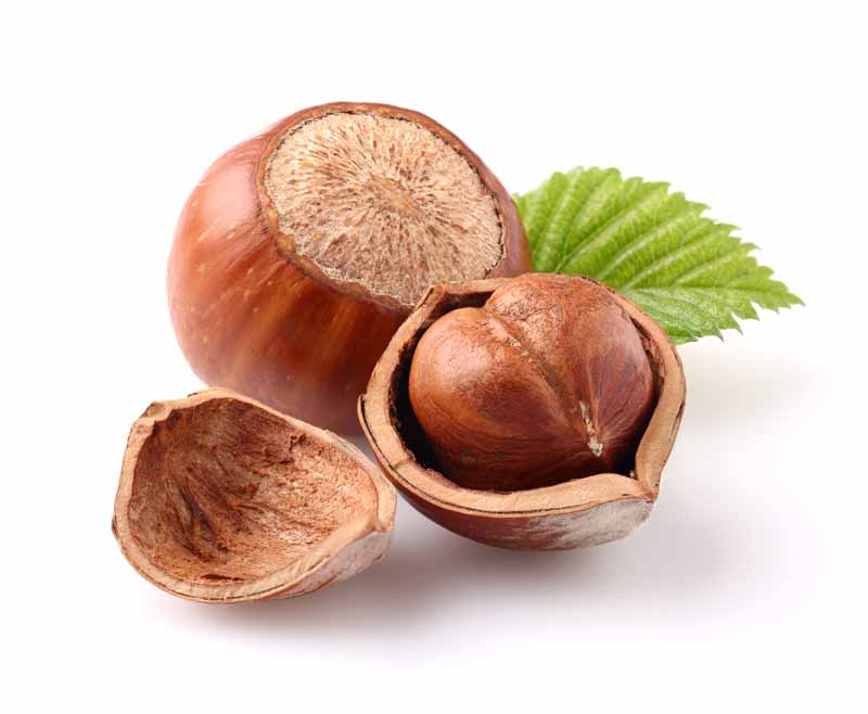 تصویر لارج فرمت از فندق با مغز
