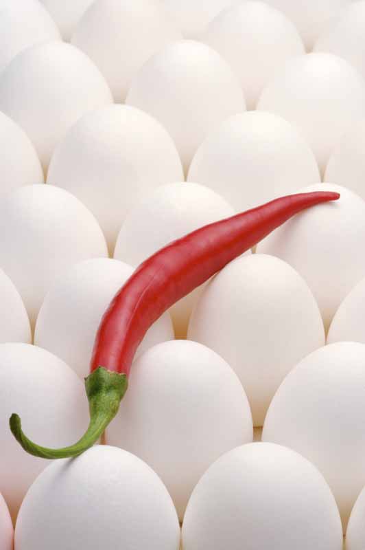 عکس با کیفیت از ردیف تخم مرغ