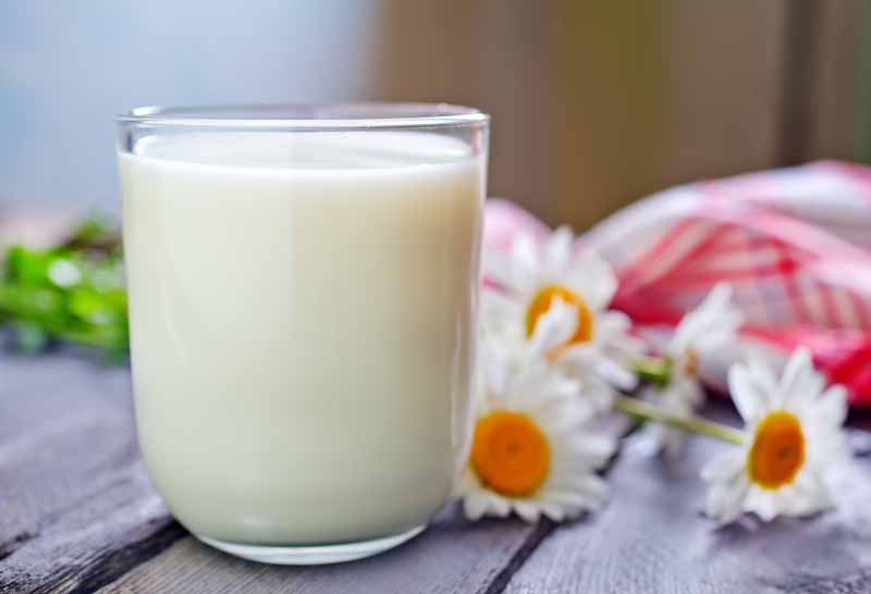 عکس با کیفیت از شیر و گل