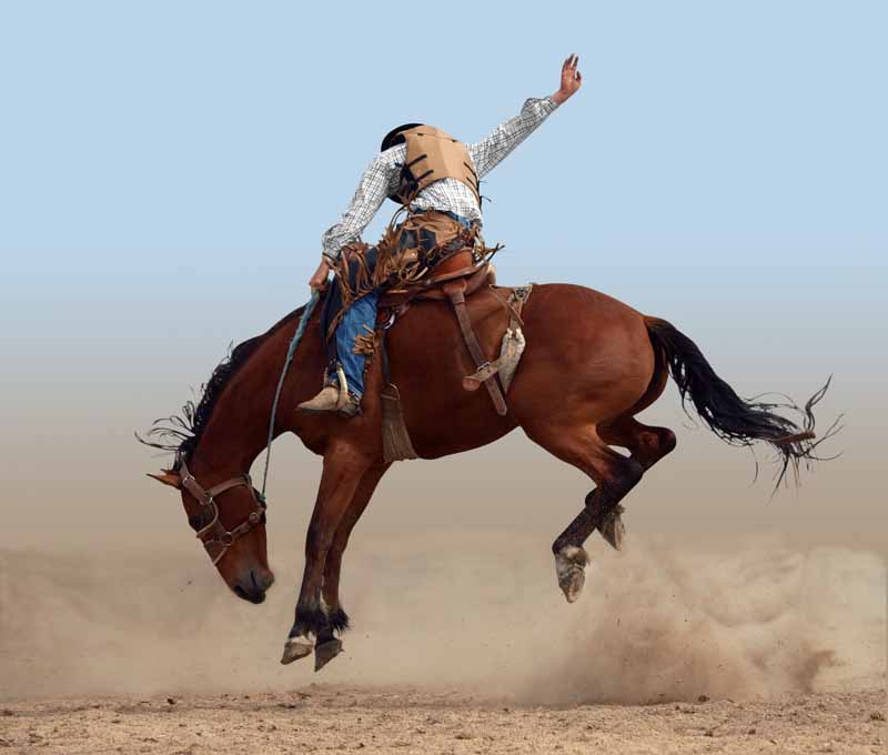 عکس با کیفیت از رام کردن اسب