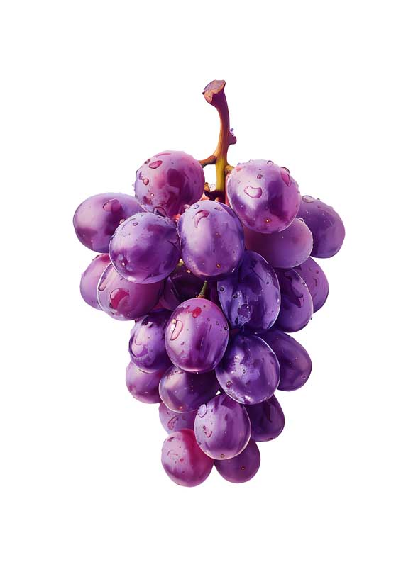 دانلود طرح انگور یاقوتی