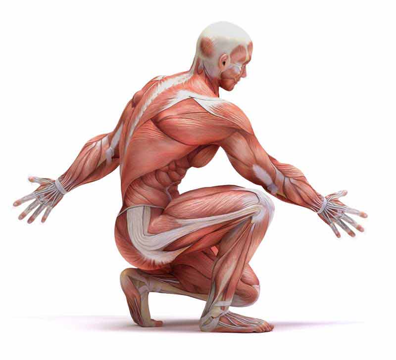 عکس لارج فرمت از ماهیچه های دست و پا