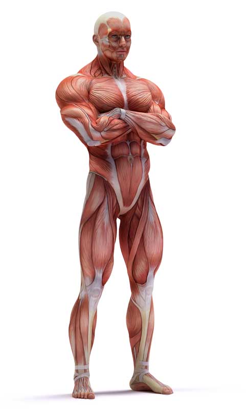 عکس زیبا از ماهیچه ها در حالت دست در سینه