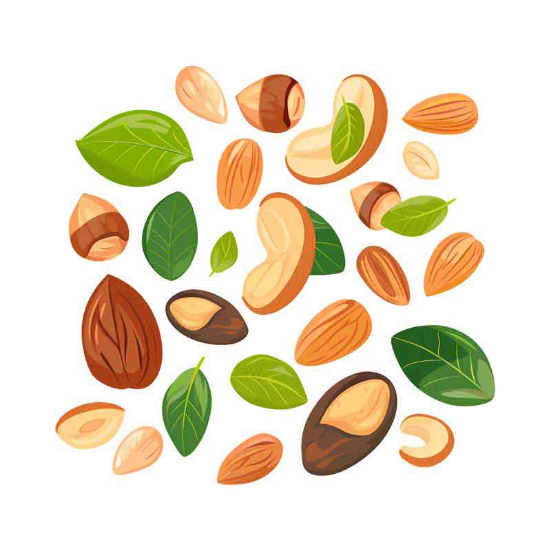 دانلود طرح مغز های آجیل