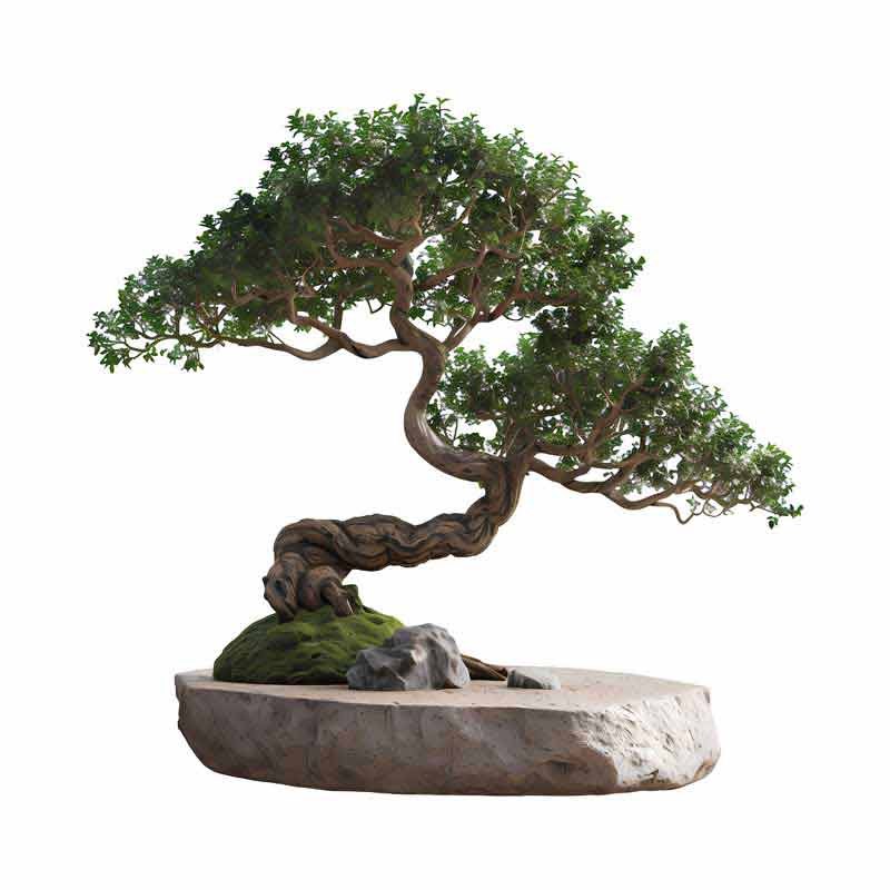 دانلود طرح درخت وسط صخره سنگ