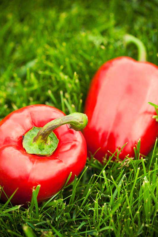 تصویر زیبا از فلفل دلمه ای سرخ