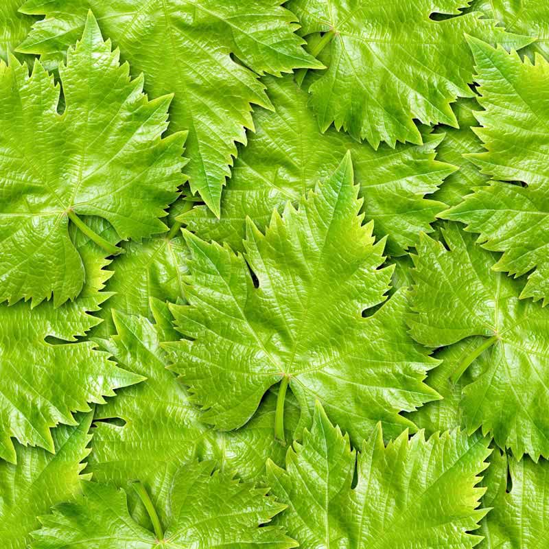 تصویر پس زمینه برگ مو