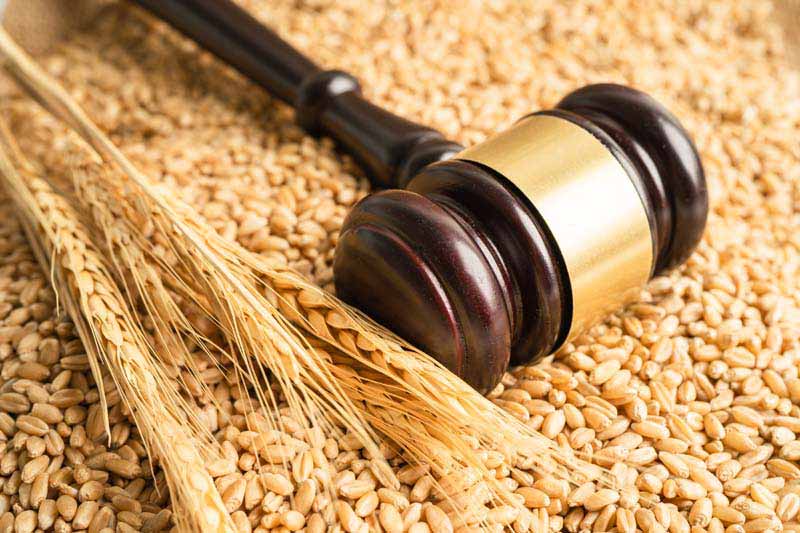 عکس با کیفیت از گندم و چکش قاضی