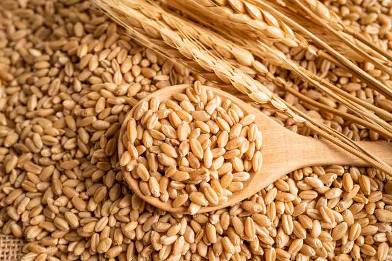 عکس با کیفیت از گندم تازه