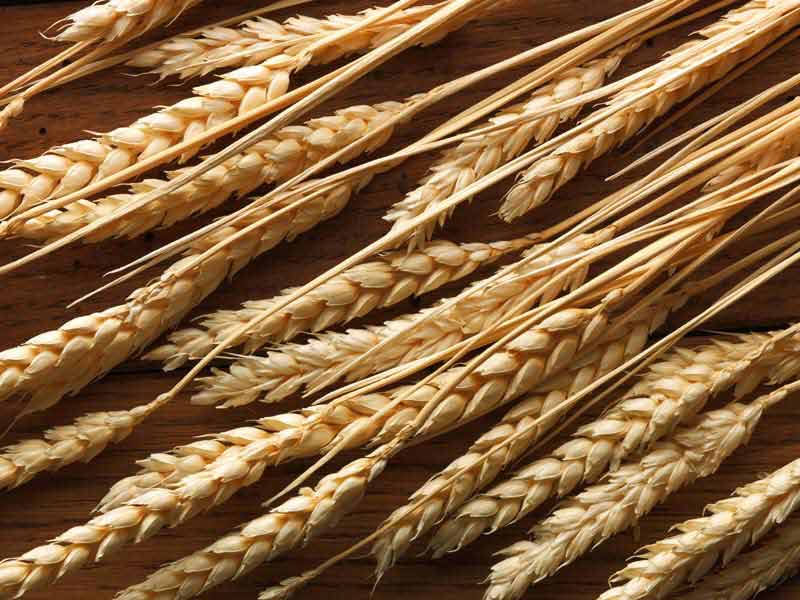 عکس با کیفیت از گندم های درجه یک
