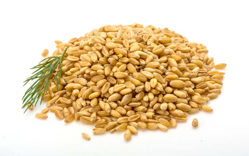 عکس با کیفیت گندم