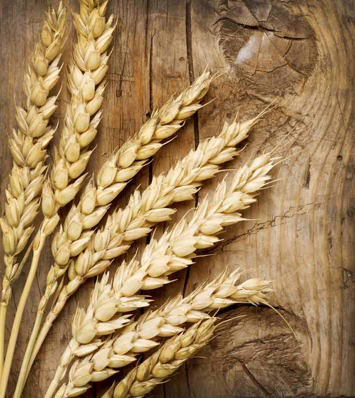 عکس با کیفیت گندم طلایی
